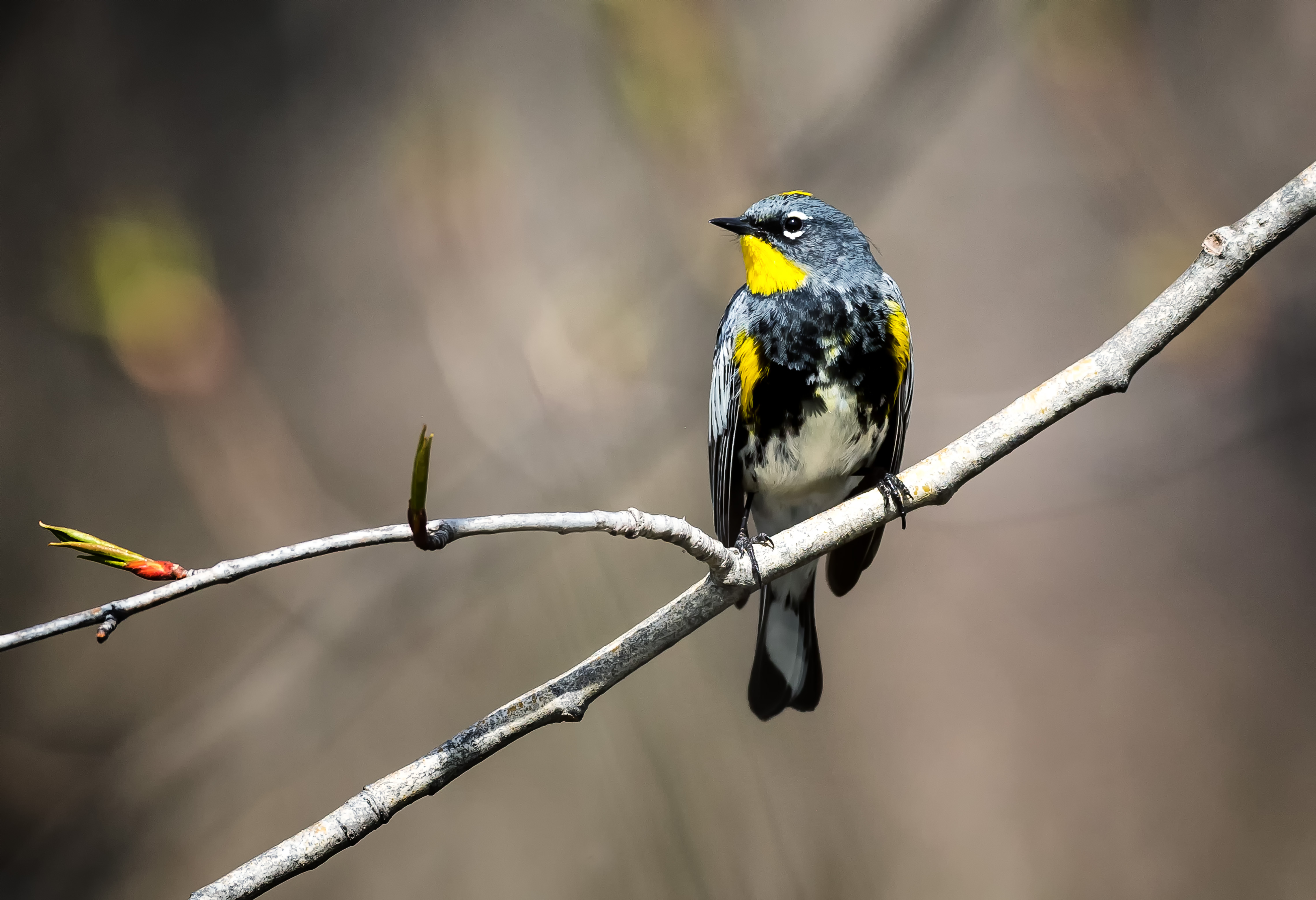 Yellow Rump Warbler | Shutterbug